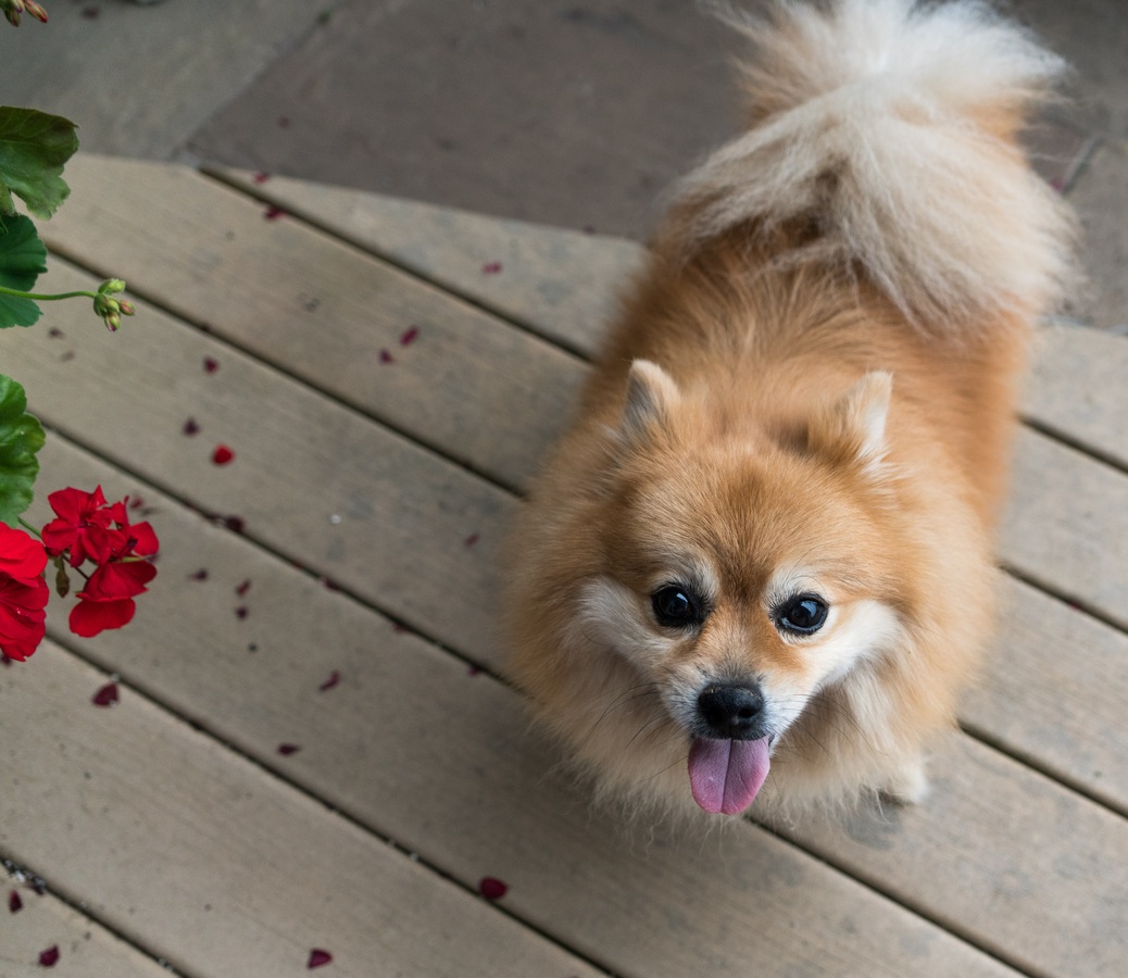愛犬と飼い主の適切なコミュニケーションとは Akabekoブログ