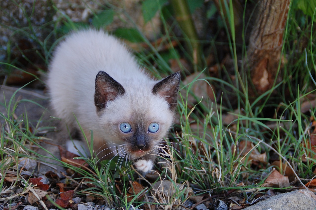 ネコ２頭飼育のケンカの原因 とは ネコの特性について知ろう Akabekoブログ