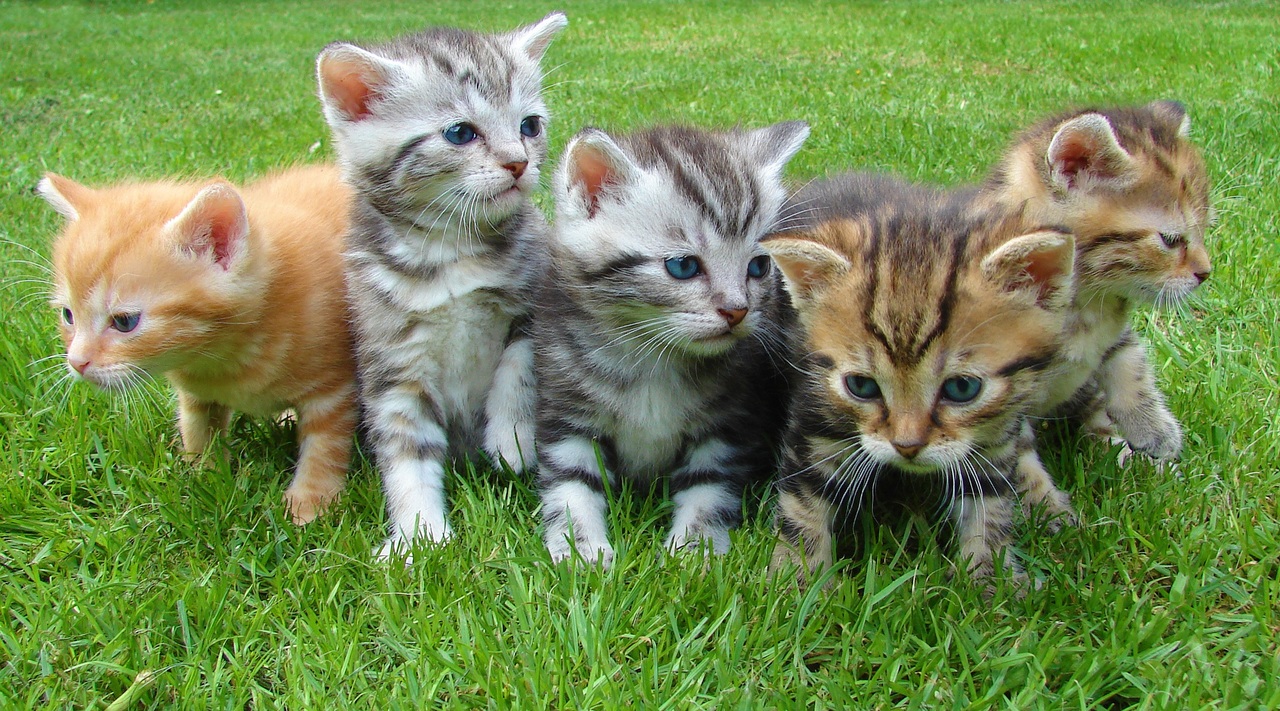子猫のノミ対策と注意点について Akabekoブログ