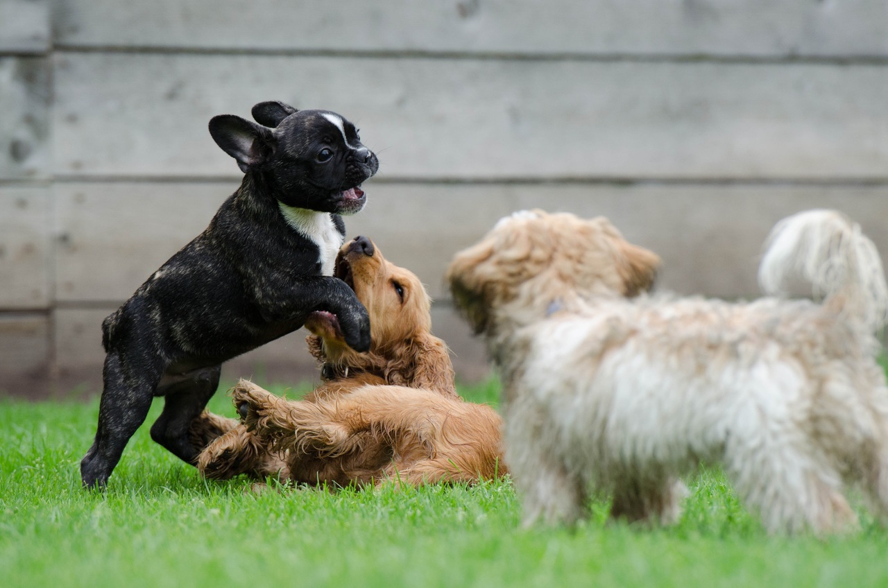 犬の種類 分類 はどのくらいあるの 飼う前に犬の特徴と特性を理解しよう Akabekoブログ