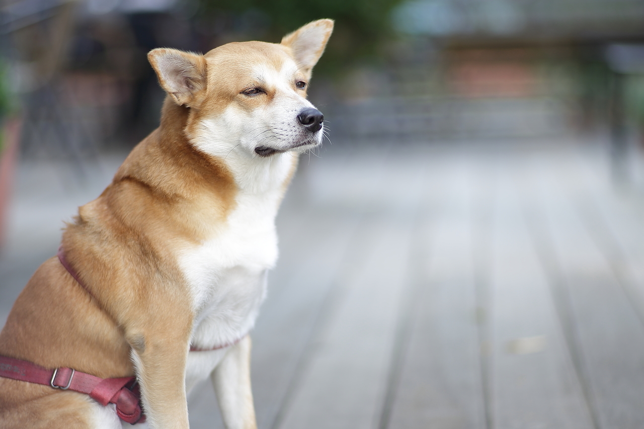 尻尾を追いかける犬の行動をやめさせたい 原因と解決法とは Akabekoブログ